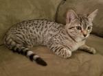 Savannah F3 Silver Female Available Now - Savannah Cat For Sale - New Holland, PA, US