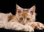 UA Mazurka Ulian - Maine Coon Cat For Sale - Brooklyn, NY, US