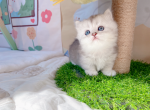 luna - Munchkin Cat For Sale - Staten Island, NY, US