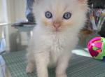 Flame Mitted Male 1 - Ragdoll Cat For Sale - Rising Sun, MD, US