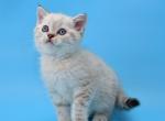 Totosha - Scottish Straight Cat For Sale - NY, US