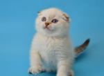 Tamerlan - Scottish Fold Cat For Sale - NY, US