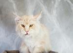 PERSIK - Maine Coon Cat For Sale - Pensacola, FL, US