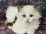 Grafiniy - Ragdoll Cat For Sale - Miami, FL, US