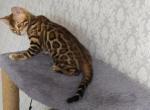 Zlata - Bengal Cat For Sale - Miami, FL, US