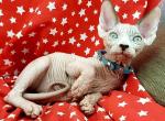 Misha - Sphynx Cat For Sale - Norwalk, CT, US