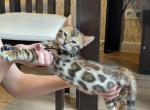 Zak - Bengal Cat For Sale - Pembroke Pines, FL, US