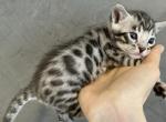 Silver bengal boy 3 - Bengal Cat For Sale - WA, US