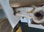 One female left medium haired siamese - Siamese Cat For Sale - IL, US