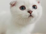 White Scottish Fold2 - Scottish Fold Cat For Sale - Sacramento, CA, US