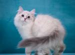 Elegy - Siberian Cat For Sale - Norwalk, CT, US