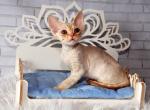 Afonya - Devon Rex Cat For Sale - Brooklyn, NY, US