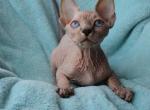 Helen - Sphynx Cat For Sale - Brooklyn, NY, US