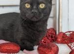 Gidget - Munchkin Cat For Sale - Joplin, MO, US