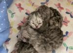 Shaded Silvers - Persian Cat For Sale - Nashville, TN, US