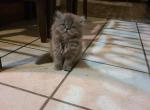 Female Persian Kitten - Persian Cat For Sale - Greenville, OH, US