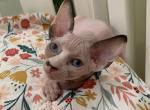 Snow Angel - Sphynx Cat For Sale - Phoenix, AZ, US