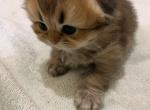 Truffle - Scottish Fold Cat For Sale - Houston, TX, US