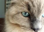 Tinsley Spring Litter - Ragdoll Cat For Sale - Attica, MI, US