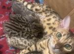 Exotic bengal kittens - Exotic Cat For Sale - Attleboro, MA, US