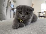 4 Scottish Fold & Straight Kittens - Scottish Fold Cat For Sale - Auburn, WA, US