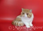 Chipsick - Persian Cat For Sale - Yucca Valley, CA, US