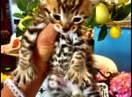 Savannah Lynx Chausie Hybrid Kittens - Savannah Cat For Sale - 