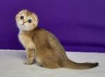 Conan - Scottish Fold Cat For Sale - Hollywood, FL, US