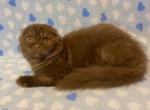 Casper - Scottish Fold Cat For Sale - Hollywood, FL, US