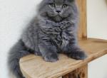 Columbus - Scottish Fold Cat For Sale - Hollywood, FL, US