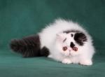 Casper Persian - Persian Cat For Sale - Hollywood, FL, US