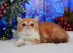 Arseniy - Exotic Cat For Sale - Hollywood, FL, US