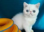 Belosnezhka - Exotic Cat For Sale - Hollywood, FL, US