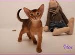 Iden - Abyssinian Cat For Sale - Norwalk, CT, US