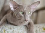 Fawn - Oriental Cat For Sale - Norwalk, CT, US