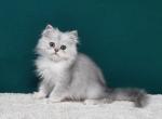 Diana - Scottish Straight Cat For Sale - Norwalk, CT, US