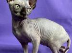 Amy Monkey - Sphynx Cat For Sale - Norwalk, CT, US