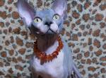 Abby - Sphynx Cat For Sale - Norwalk, CT, US