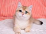 Ram - British Shorthair Cat For Sale - Miami, FL, US