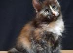 Aurora - Maine Coon Cat For Sale - Miami, FL, US