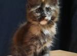 Adell - Maine Coon Cat For Sale - Miami, FL, US