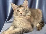 Bacardi - Maine Coon Cat For Sale - Miami, FL, US