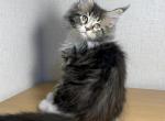 Yogurt - Maine Coon Cat For Sale - Miami, FL, US