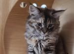 Siberian forest princess - Siberian Cat For Sale - New York, NY, US