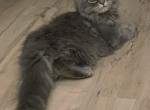 Jani - Scottish Fold Cat For Sale - Philadelphia, PA, US