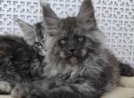 Leshiy - Maine Coon Cat For Sale - Miami, FL, US