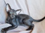 Egor - Oriental Cat For Sale - Norwalk, CT, US