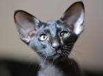 Bagira - Oriental Cat For Sale - Norwalk, CT, US