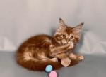 Garmonia - Maine Coon Cat For Sale - Los Angeles, CA, US