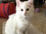 Reserved Snow White Maine Coon boy Ace - Maine Coon Cat For Sale - Chipley, FL, US